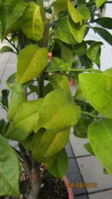 Orange Schadbild-2.jpg