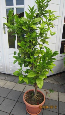 Orange Schadbild-1.jpg