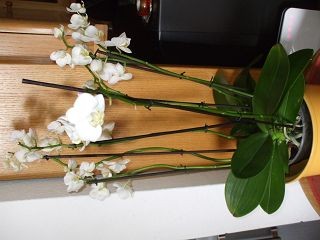 DSCF1275.JPG
