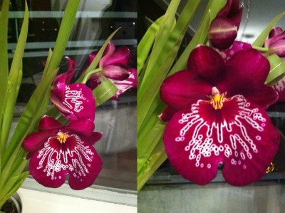 Miltoniopsis.jpg