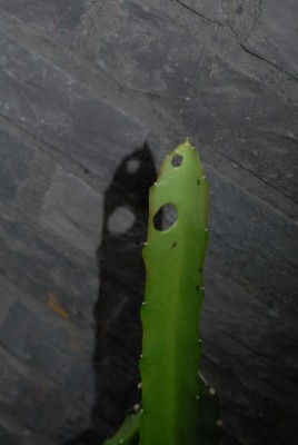 Epiphyllum 087yy.jpg