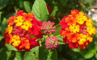 Wandelröschen Lantana camara.jpg