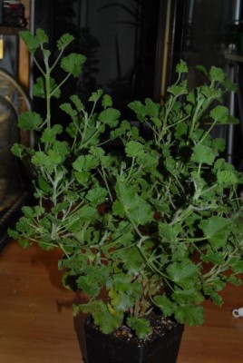 Pelargonium 022yy.jpg
