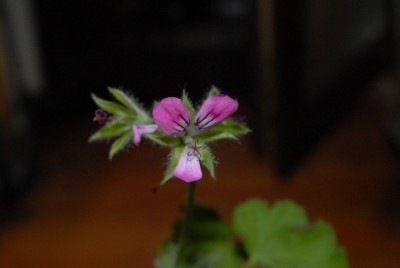 Pelargonium 021yy.jpg