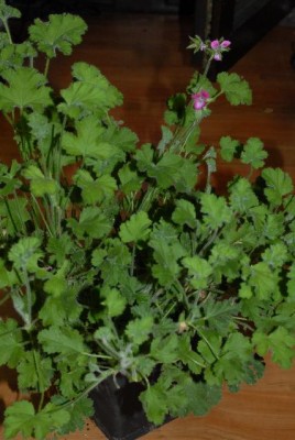 Pelargonium 020yy.jpg