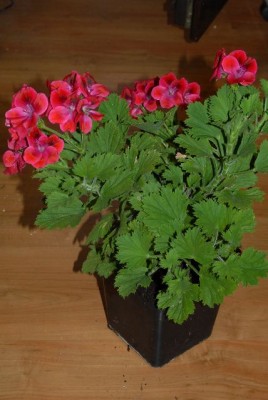 Pelargonium 018yy.jpg