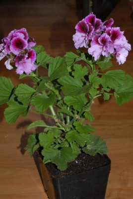 Pelargonium 016yy.jpg