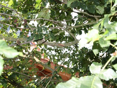 k-IMG_5203.JPG