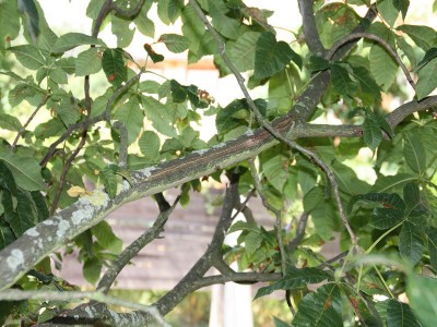 k-IMG_5208.JPG