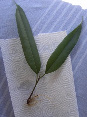 Ficus binnendijkii Alii 16.09.07.JPG