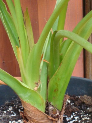 Alocasia wentii Mutterpflanze 001_1.jpg