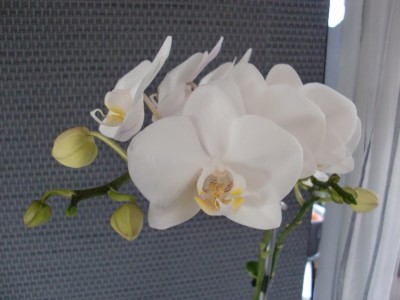 Phalaenopsis Hybride #4-10.jpg