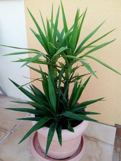 20120824_171007 (240x320).jpg