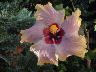 DSC02909 Mattiacis Cool Water.jpg