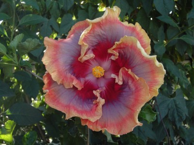 DSC02897 Night Runner.jpg