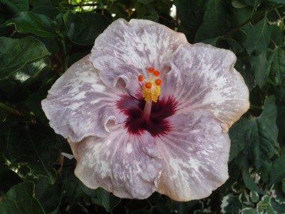 DSC02876 Glades Vanity Fair.jpg