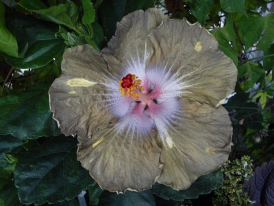 DSC02873 Madame Curie.jpg