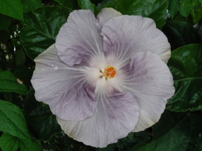 DSC02865 Moorea Mangy Blue.jpg