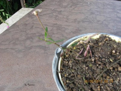 Ceropegia linearis.JPG