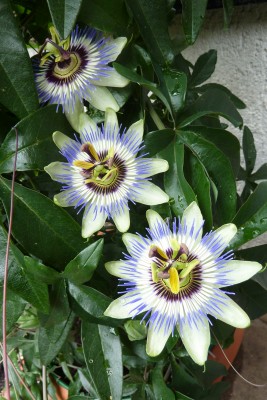 Aldi-Blüte 3er.JPG