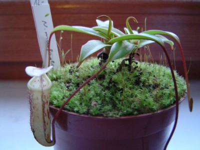 Nepenthes macfarlanei.jpg