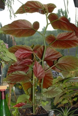 Begonia 120yy.jpg