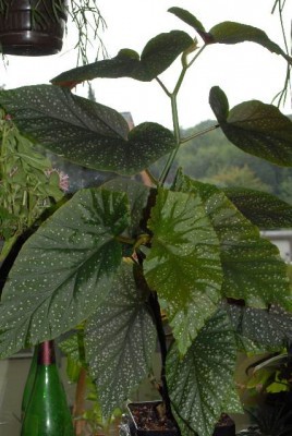 Begonia 119yy.jpg