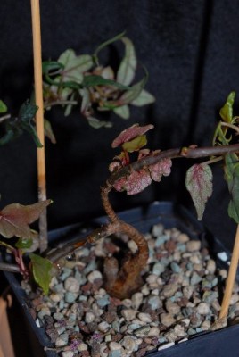 Begonia 122yy.jpg