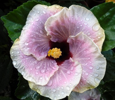My-Way_2.Blüte.jpg
