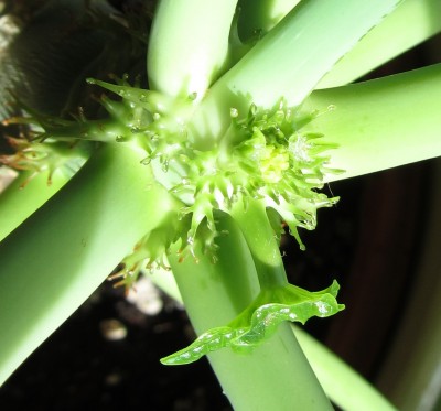 JatrophaBlüte2.jpg