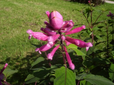 PICT2435 100.JPG