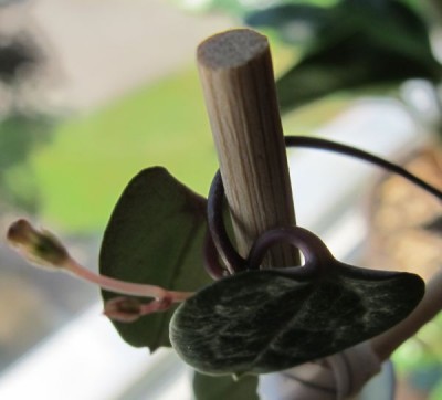 Ceropegia2.jpg