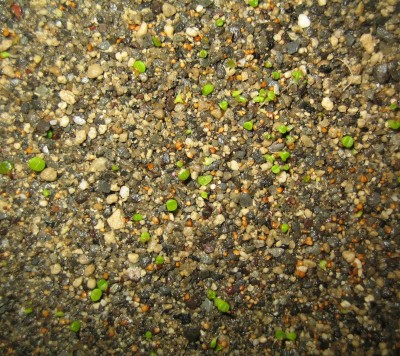 lebende Steine Lithops 045.jpg