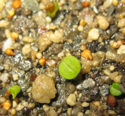 lebende Steine Lithops 041.jpg