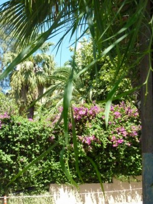 Türkei 2012 418 - Kopie (480x640).jpg