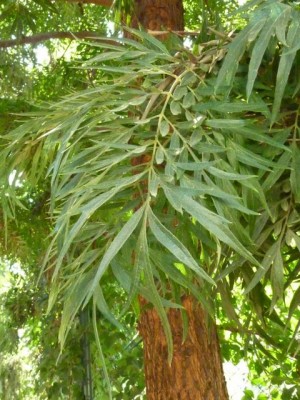 Türkei 2012 259 - Kopie (480x640).jpg