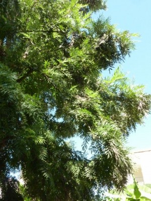 Türkei 2012 255 - Kopie (480x640).jpg