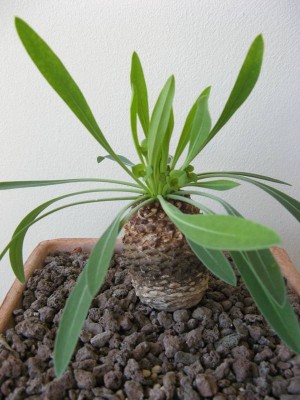 Euphorbia bupleurifolia.JPG