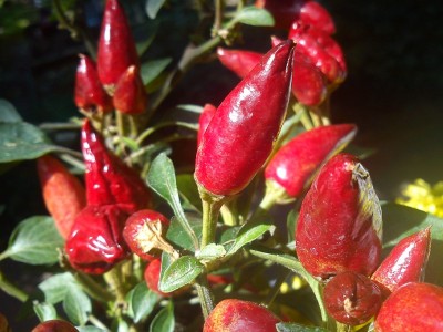 Chili aktuell.jpg
