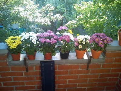gewöhnliche Chrysanthemen.jpg