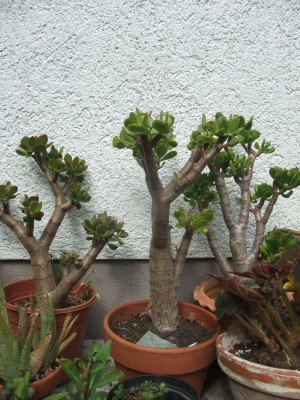 DSCF7673.JPG