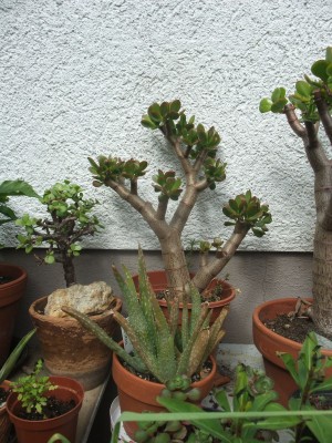 DSCF7672.JPG
