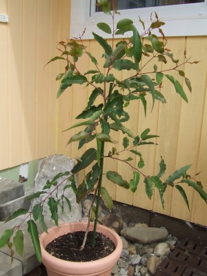 Eucalyptus citriodora · Pflegen & Schneiden & Veredeln · GREEN24 Pflanzen &  Garten Forum