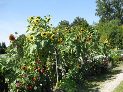 Fremde Sonnenblumen_6688.jpg