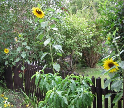 Sonnenblumen_6825.jpg