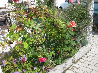 Brombeeren ganz_6449.jpg