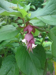 Leycesteria formosa.jpg