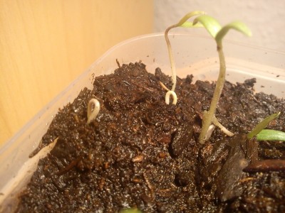 Tomate 6ter Tag.jpg