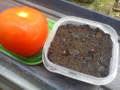 Tomatenkerne 4ter Tag.jpg