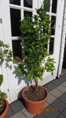 Orange umgepflanzt.jpg